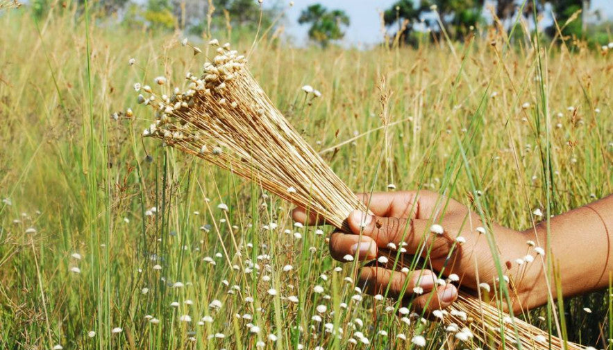 Capim Dourado: A Sustainable Treasure from Brazil